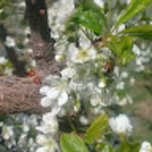 Meet your Posher, Corey - Picture 1 of 1